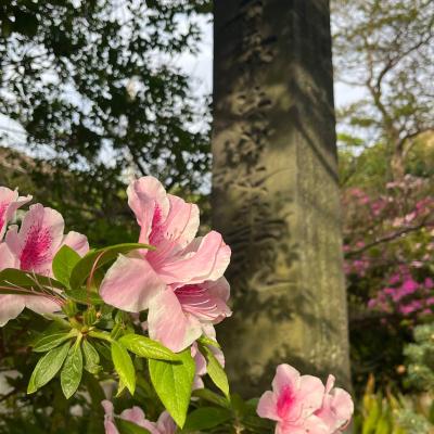 Kamakura 15