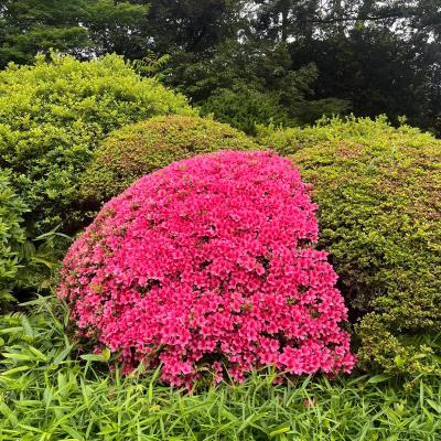 Tokyo Ragu E Altre Cose Speciali 9