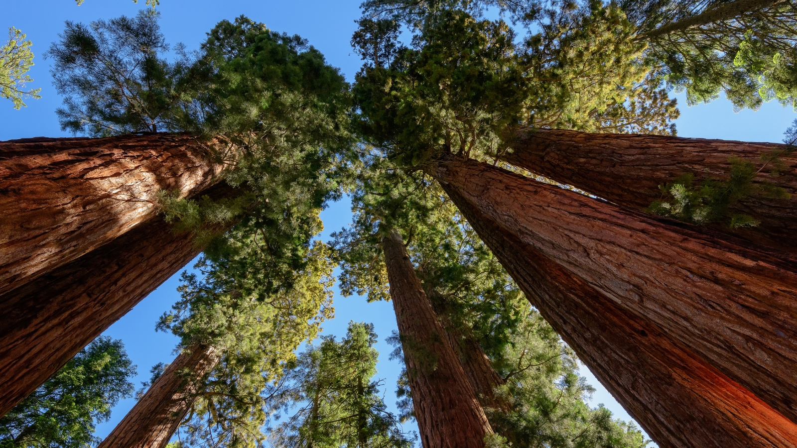 Sequoia National Park: General Sherman