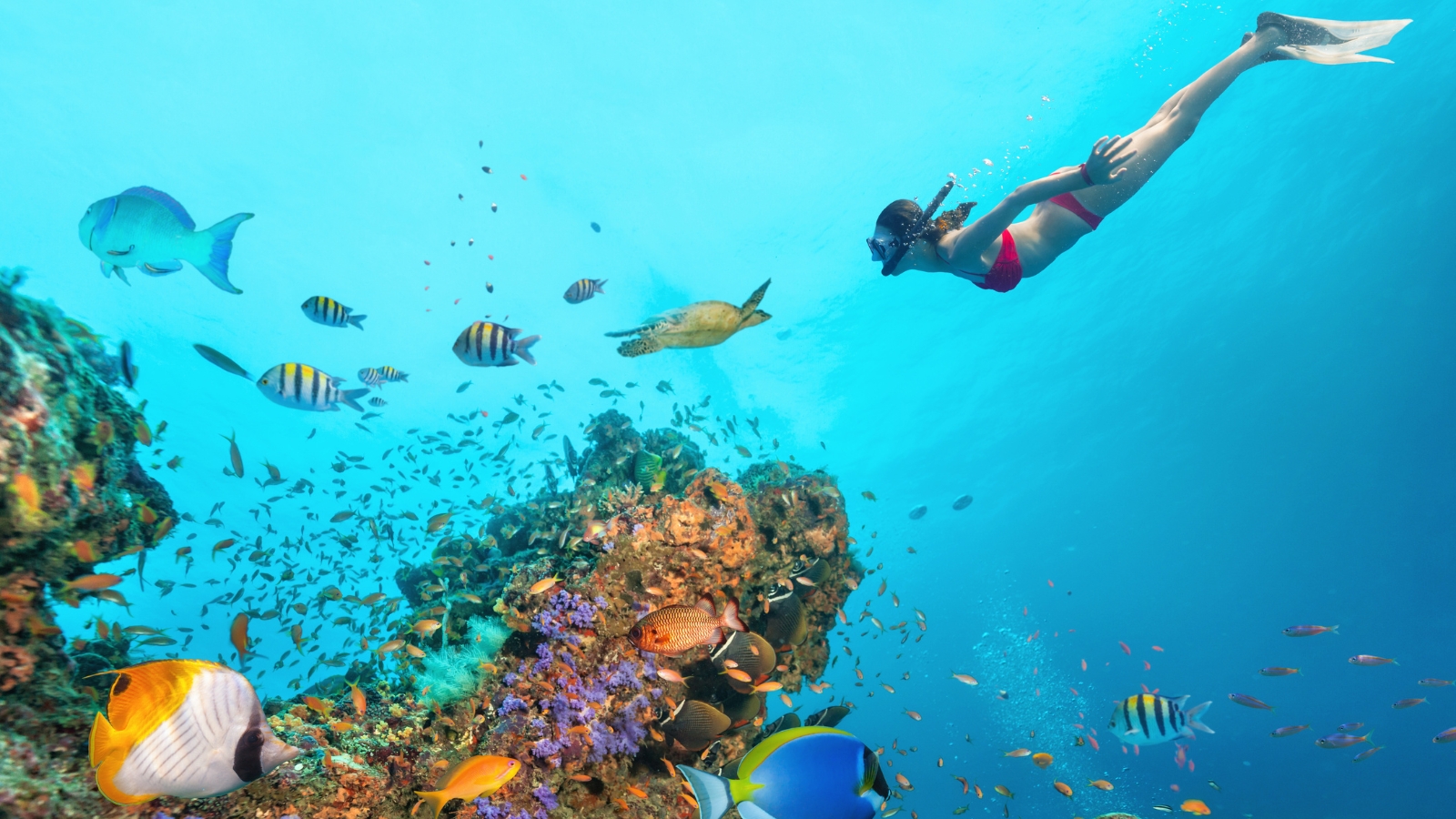 Thailandia - Koh Tao